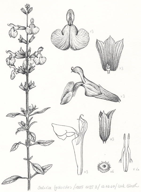 Diplycosia aff. gracilipes